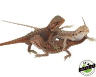 red-bearded-dragons-for-sale.jpg