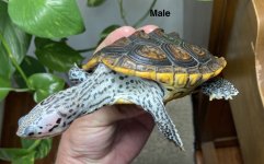 Male IMG_4927.jpg