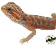 translucent-bearded-dragon-for-sale.jpg