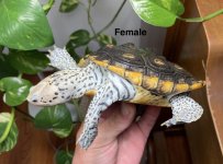 Female IMG_4923.jpg