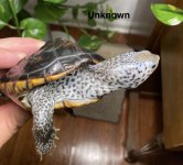 Juvi IMG_4734.jpg