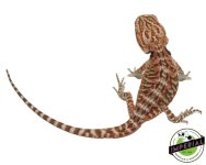 leatherback-bearded-dragons-for-sale.jpg