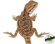 dunner-bearded-dragon-for-sale.jpg