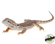 bearded-dragon-for-sale.jpg