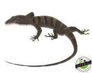 rough-neck-monitor-for-sale_12a5acd8-cf9a-4653-8d71-1a62bdcfad5b.jpg