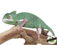 translucent-chameleon-for-sale.jpg