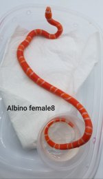 Female8TangAmel.jpg