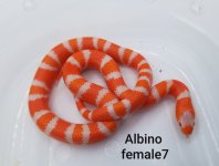 Female7TangAmel.jpg