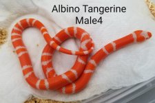 Albinomale4.jpg