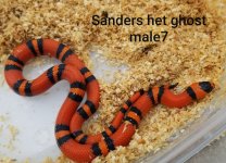 Sandersmale7.jpg