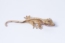 SiKa0221 - 1.jpg