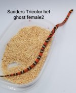 SandersFemale2.jpg