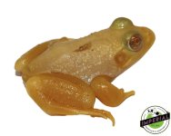 albino-bullfrogs-for-sale.jpg