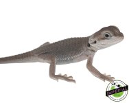 translucent-zero-bearded-dragons-for-sale.jpg