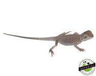 zero-bearded-dragons-for-sale.jpg
