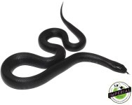 mexican-black-king-snake.jpg