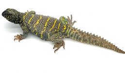 male2.jpg