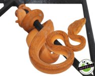 orange-patternless-amazon-tree-boa-for-sale.jpg