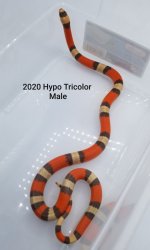 Male2020HypoTricolor.jpg