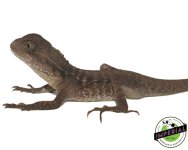 australian-water-dragons-for-sale.jpg