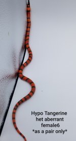 Female6TangAbber.jpg