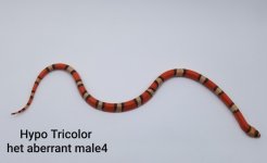 Male4TricolorAbb.jpg