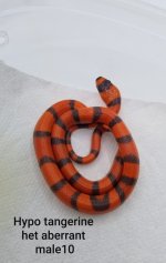 Male10TangAbberRunt.jpg
