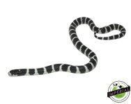 desert-california-kingsnake-for-sale.jpg