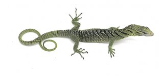 cbgreen.jpg