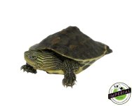 golden-thread-turtles-for-sale.jpg