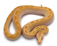 AlbinoGreenBurm.jpg
