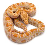 AlbinoBurmese.jpg