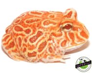 strawberry-pineapple-pacman-frog-for-sale.jpg