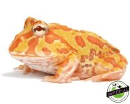 albino-pacman-frog-for-sale.jpg