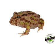 camo-pacman-frog-for-sale.jpg