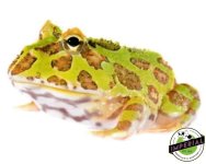 green-pacman-frog-for-sale.jpg