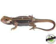 pied-trans-dunner-bearded-dragons-for-sale.jpg
