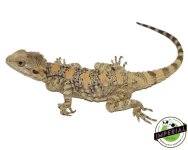 painted-clown-agama-for-sale.jpg