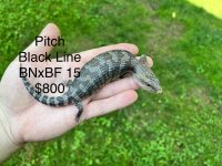 8825F624-D2B1-4414-A5DD-1CE158931C17_1_201_a.jpg