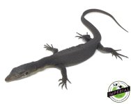 mertens-water-monitor-lizard-for-sale.jpg