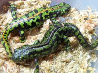 marbled pair 2020.jpg