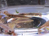 newt adults.jpg