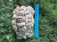 leopard Tortoise.jpg