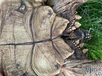 Leopard Plastron.jpg