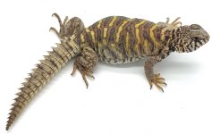 Ornatejuv6.jpg