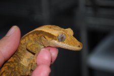 DSC_0018.jpg