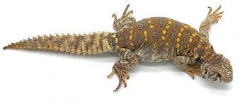 ornatejuv9.jpg