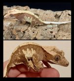 KCgecko.jpg