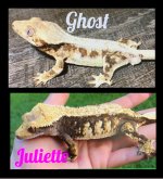KCgeckoPARENTS.jpg