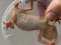 MALE AMYAE1.jpg